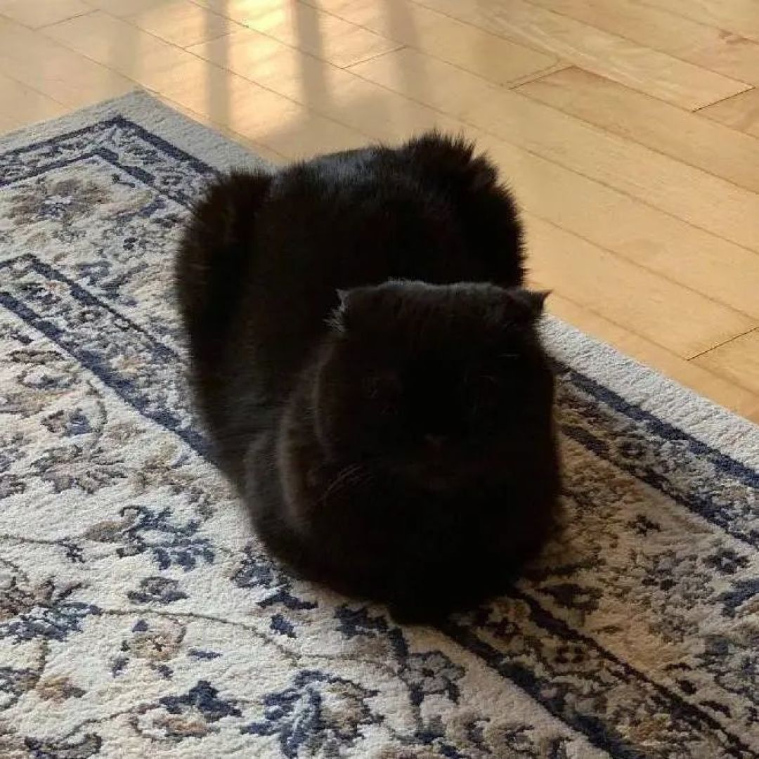 超神奇,我养的猫居然会变形