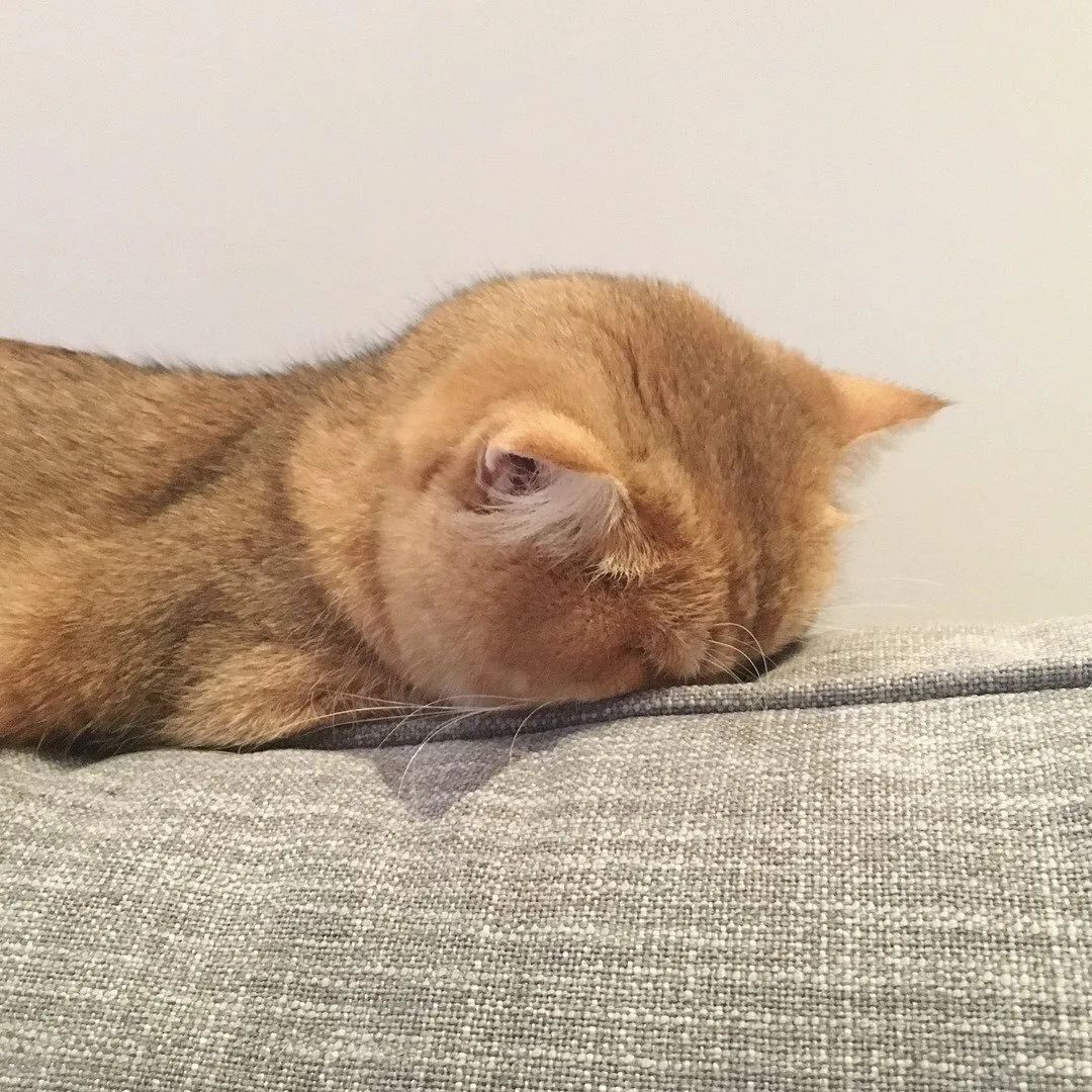 超神奇,我养的猫居然会变形