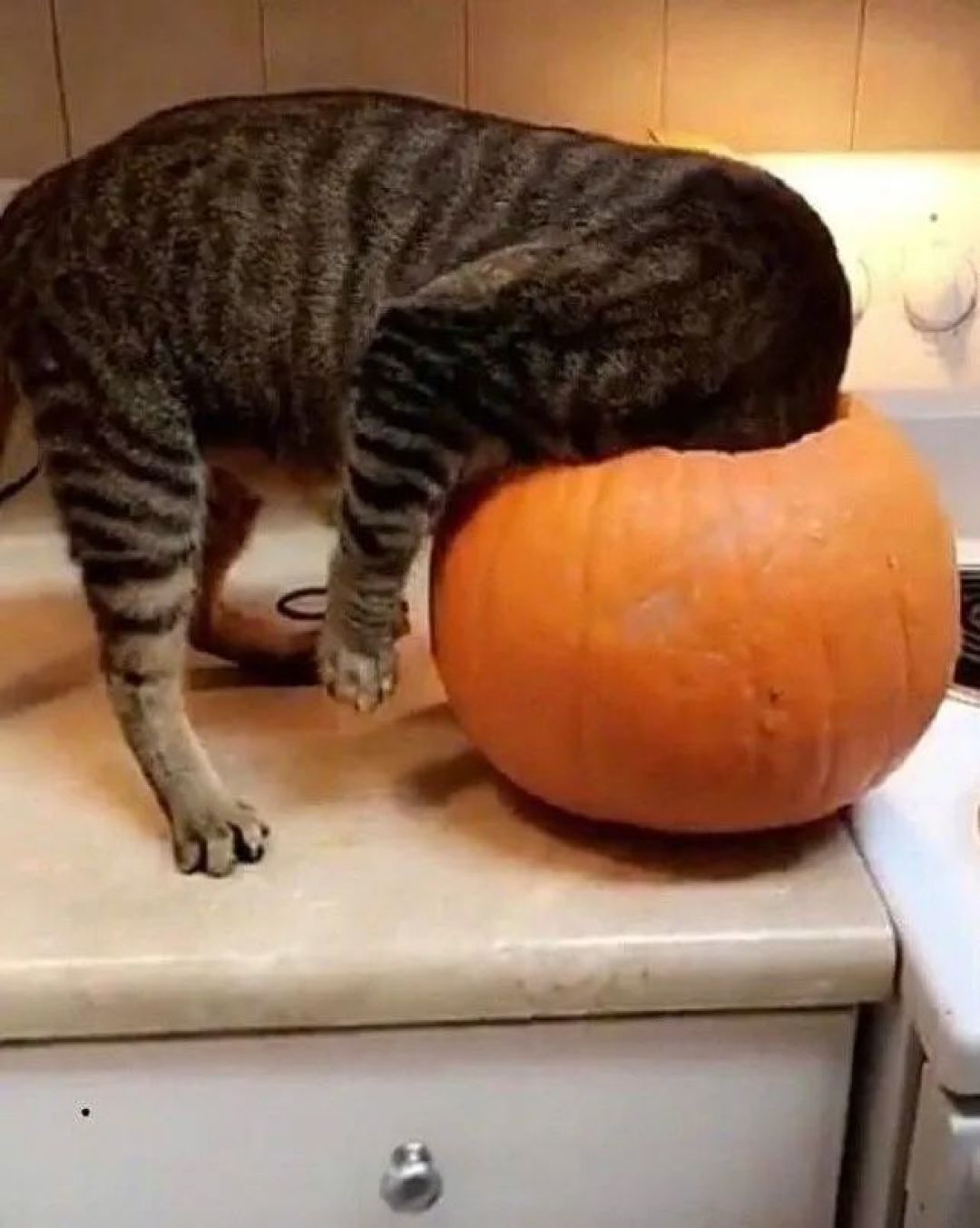 超神奇,我养的猫居然会变形