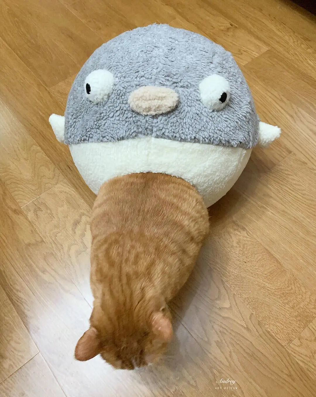 超神奇,我养的猫居然会变形