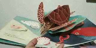 云看立体书 | Shells A Pop-up Book of Wonder