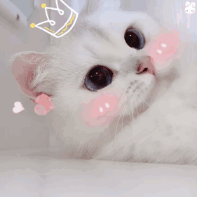 吸猫三天就后悔了,为什么不早点吸!