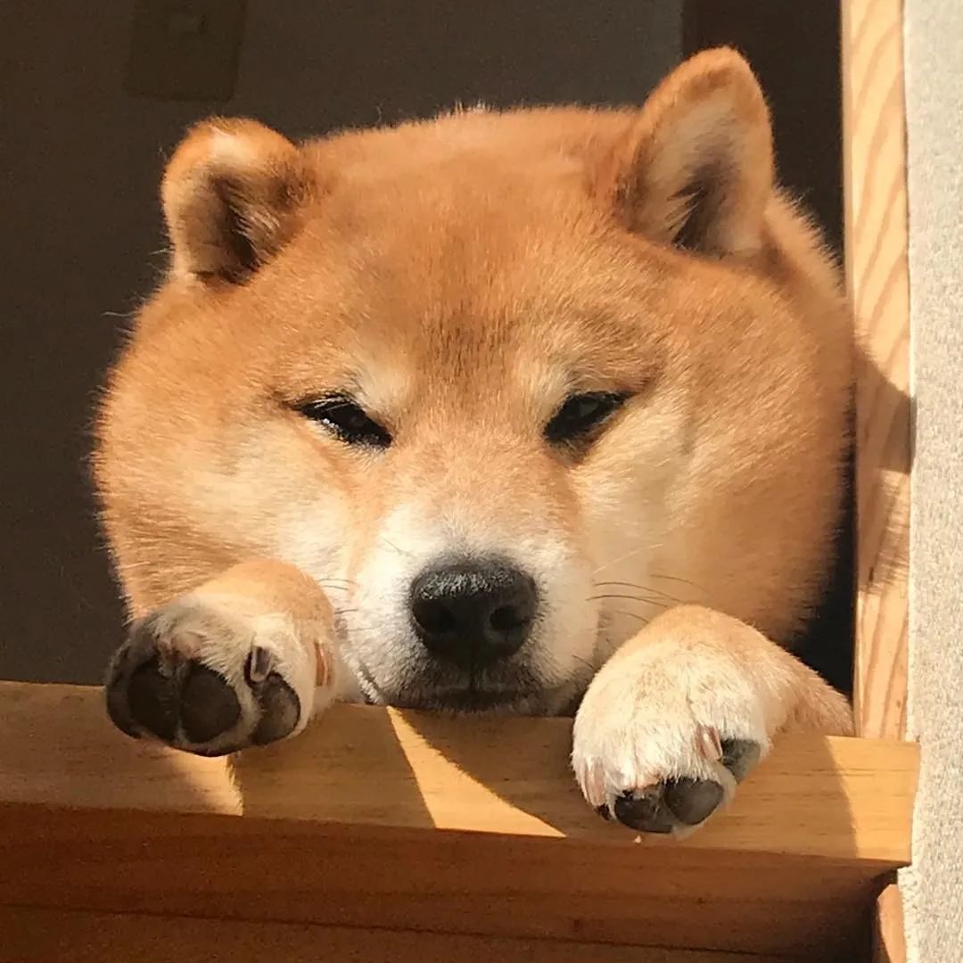 ins 上一只柴犬的 365 天餐前打卡照!可爱疯了!