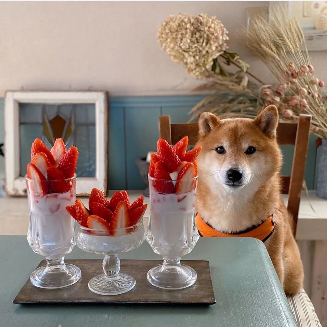 ins 上一只柴犬的 365 天餐前打卡照!可爱疯了!