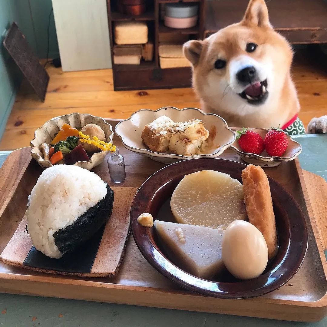 ins 上一只柴犬的 365 天餐前打卡照!可爱疯了!