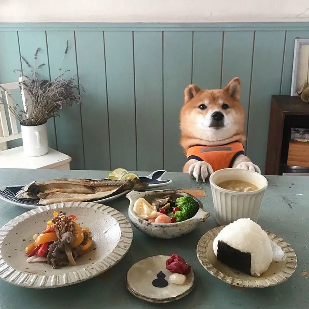 ins 上一只柴犬的 365 天餐前打卡照!可爱疯了!