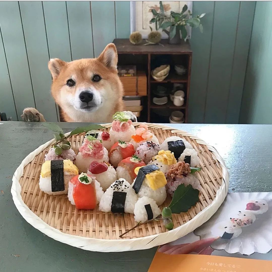 ins 上一只柴犬的 365 天餐前打卡照!可爱疯了!