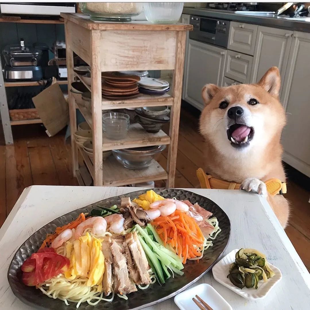 ins 上一只柴犬的 365 天餐前打卡照!可爱疯了!