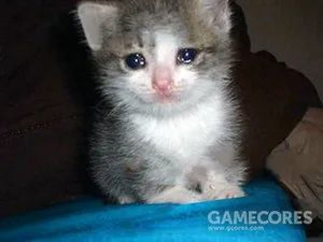 猫朋友英杰传:从“哭哭猫”到“流泪猫猫头”