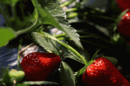 草莓季，进来爽！