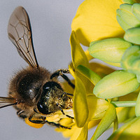 摄影器材 篇九：200块微距之蜜蜂和油菜花  关联索尼a7 a6000 佳能eos r 尼康z6 富士xt4 