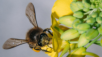 摄影器材 篇九：200块微距之蜜蜂和油菜花  关联索尼a7 a6000 佳能eos r 尼康z6 富士xt4 