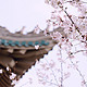 官宣！点赞！武汉大学樱花开放！一起免费云赏樱！约吗？