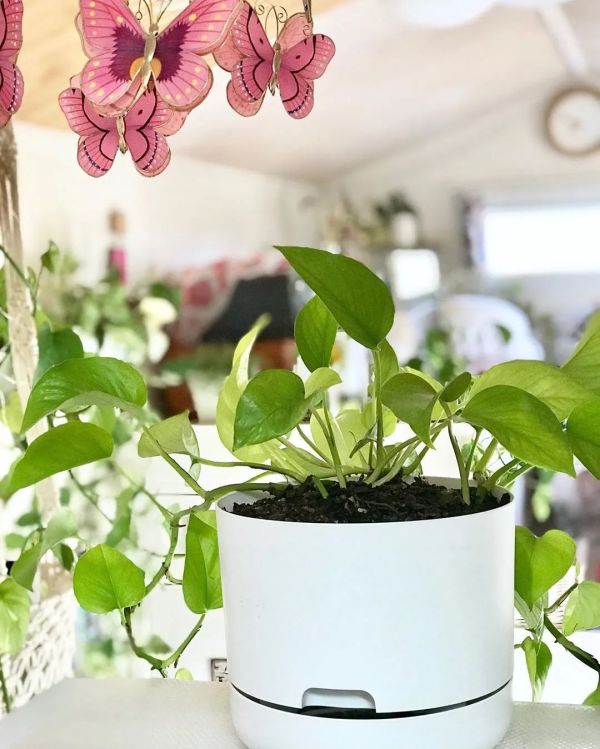54岁至今未婚,独居在17㎡的乡下小房却让10万+网友羡慕到爆!