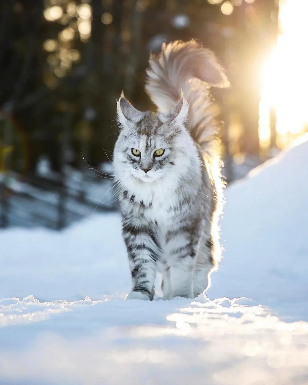 缅因一只可以把你吃破产的巨猫