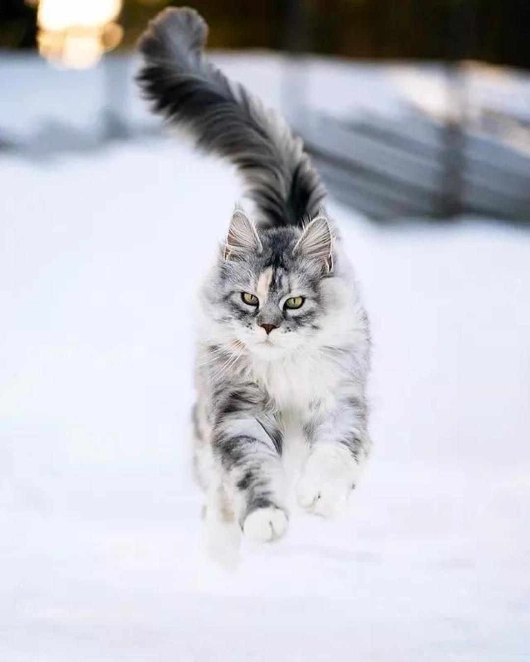 缅因，一只可以把你吃破产的巨猫！
