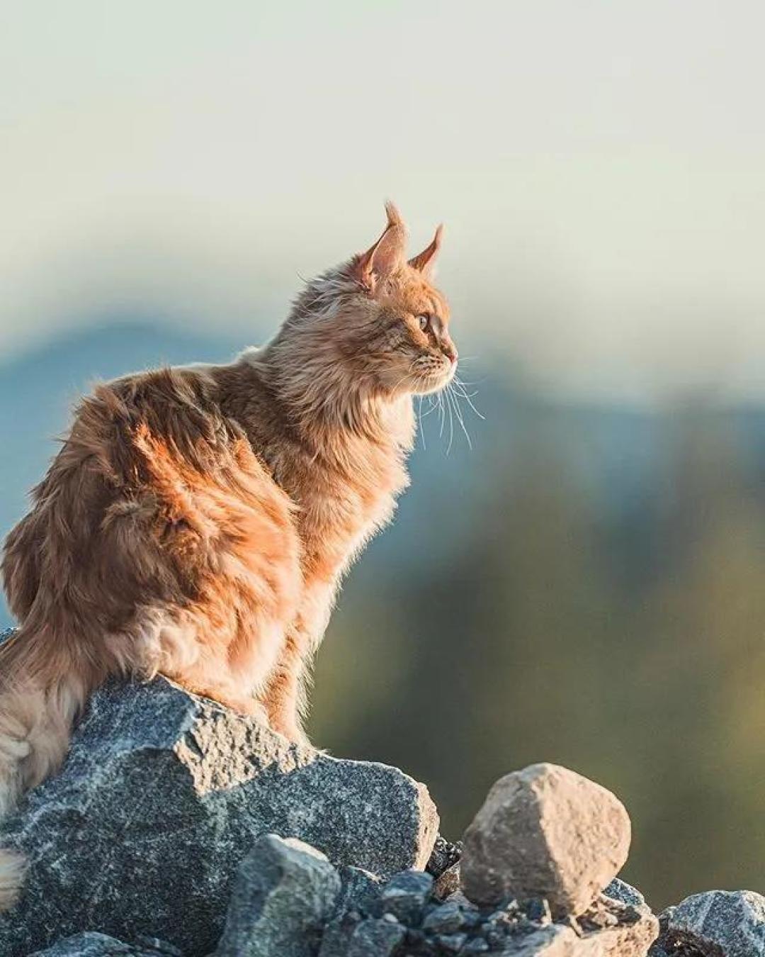 缅因，一只可以把你吃破产的巨猫！