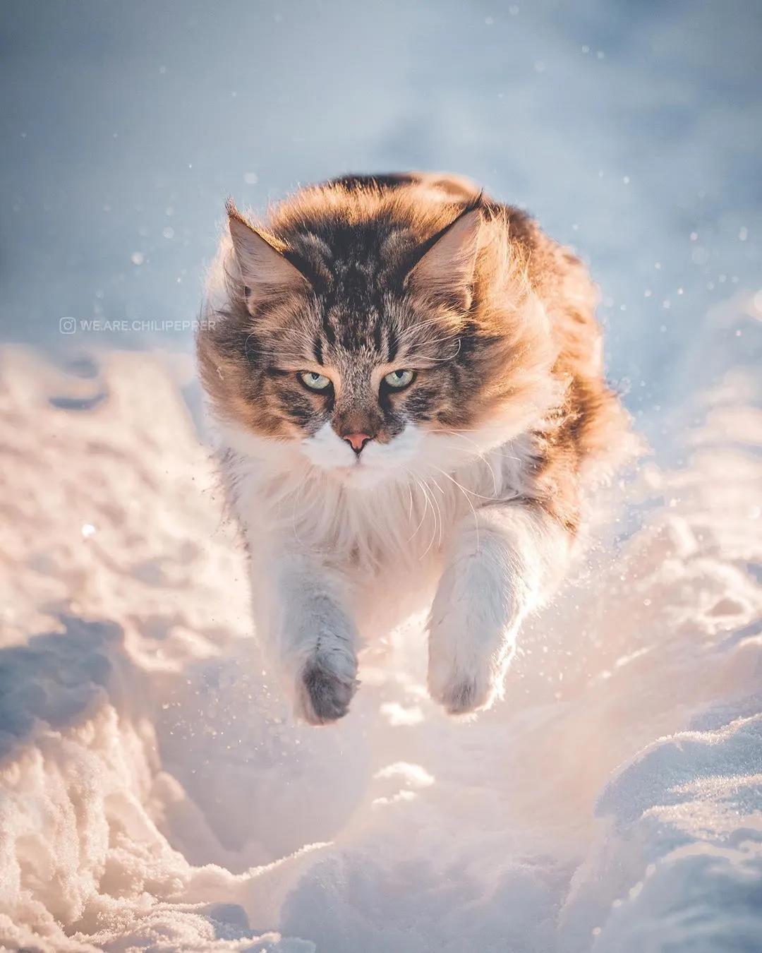 缅因，一只可以把你吃破产的巨猫！