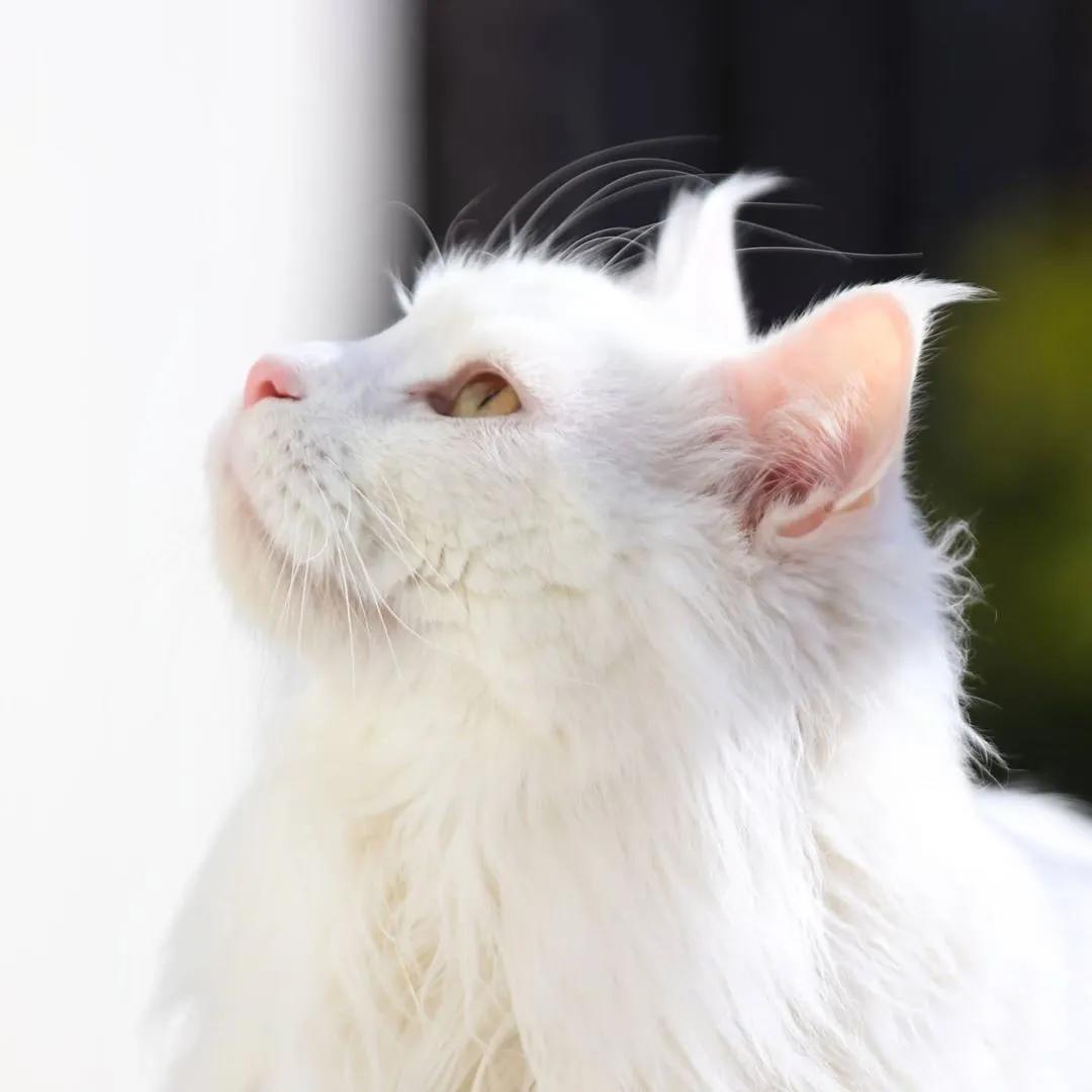 缅因，一只可以把你吃破产的巨猫！