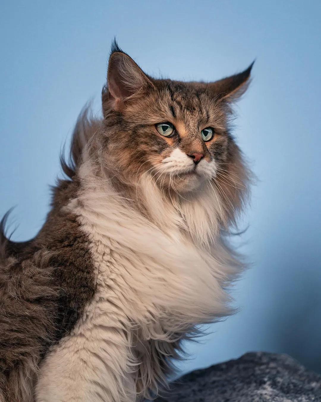 缅因，一只可以把你吃破产的巨猫！