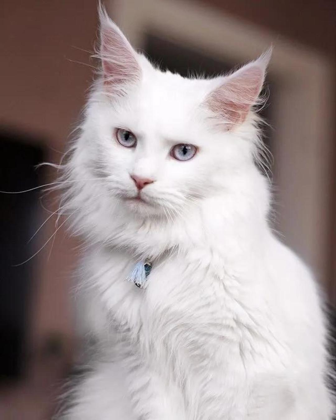 缅因，一只可以把你吃破产的巨猫！