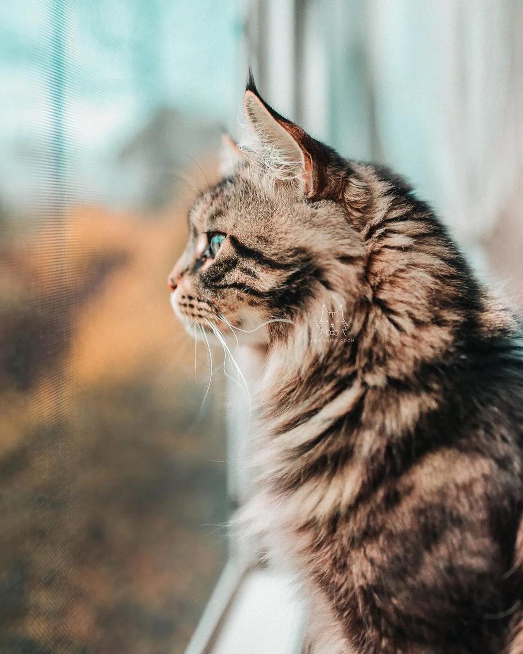 缅因，一只可以把你吃破产的巨猫！