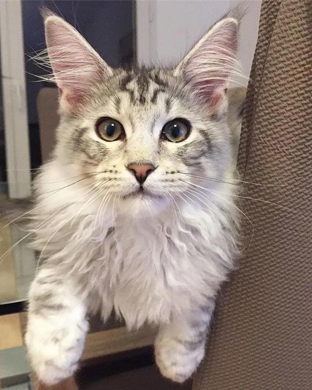 缅因，一只可以把你吃破产的巨猫！