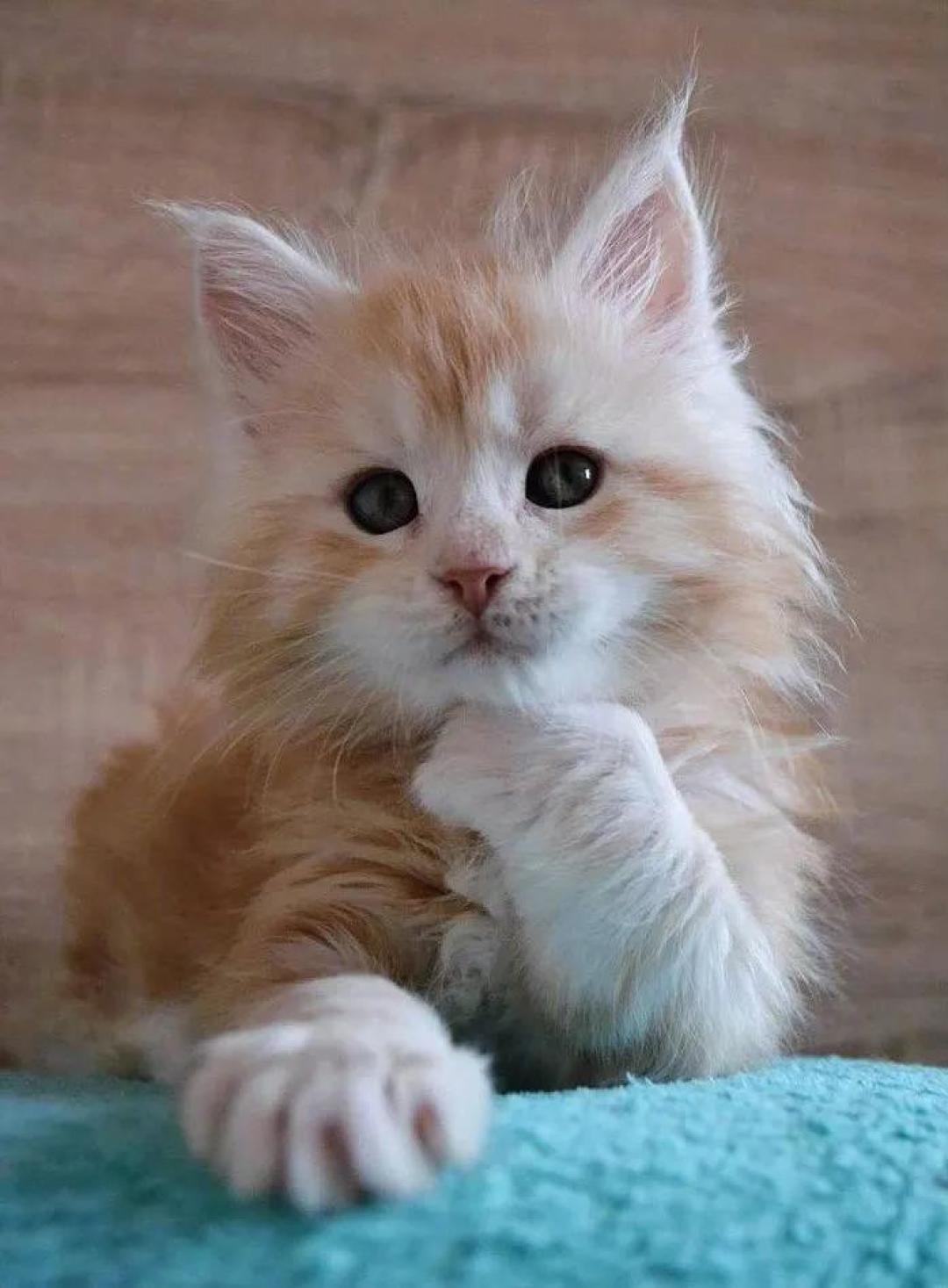缅因，一只可以把你吃破产的巨猫！