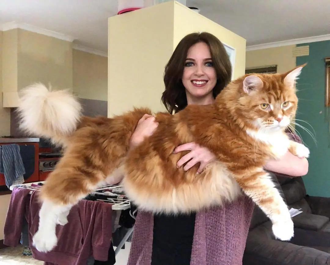 缅因，一只可以把你吃破产的巨猫！