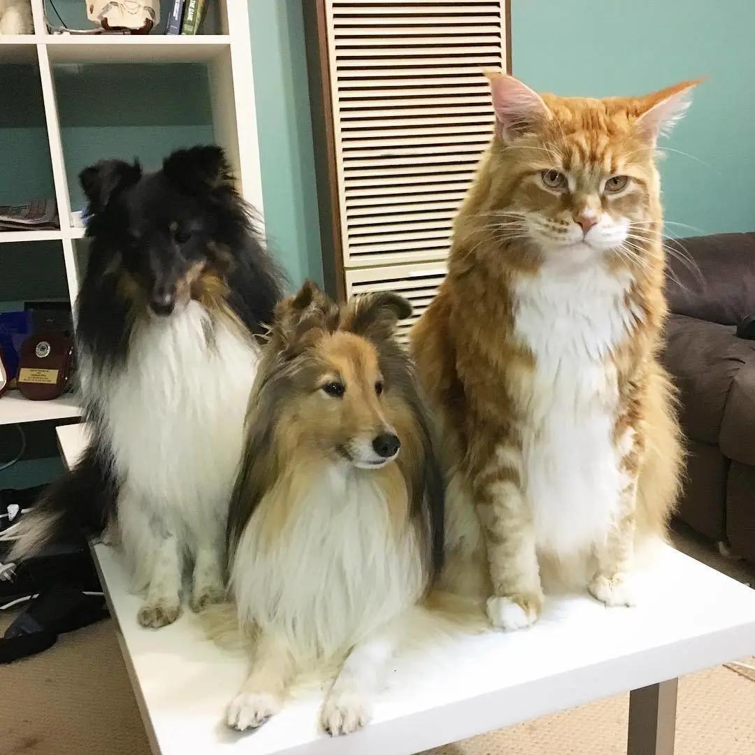 缅因，一只可以把你吃破产的巨猫！