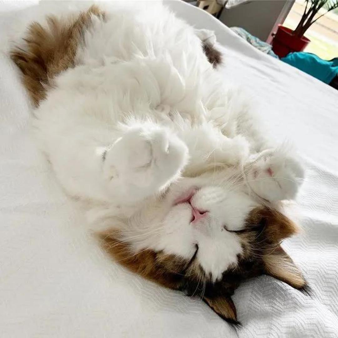 缅因，一只可以把你吃破产的巨猫！