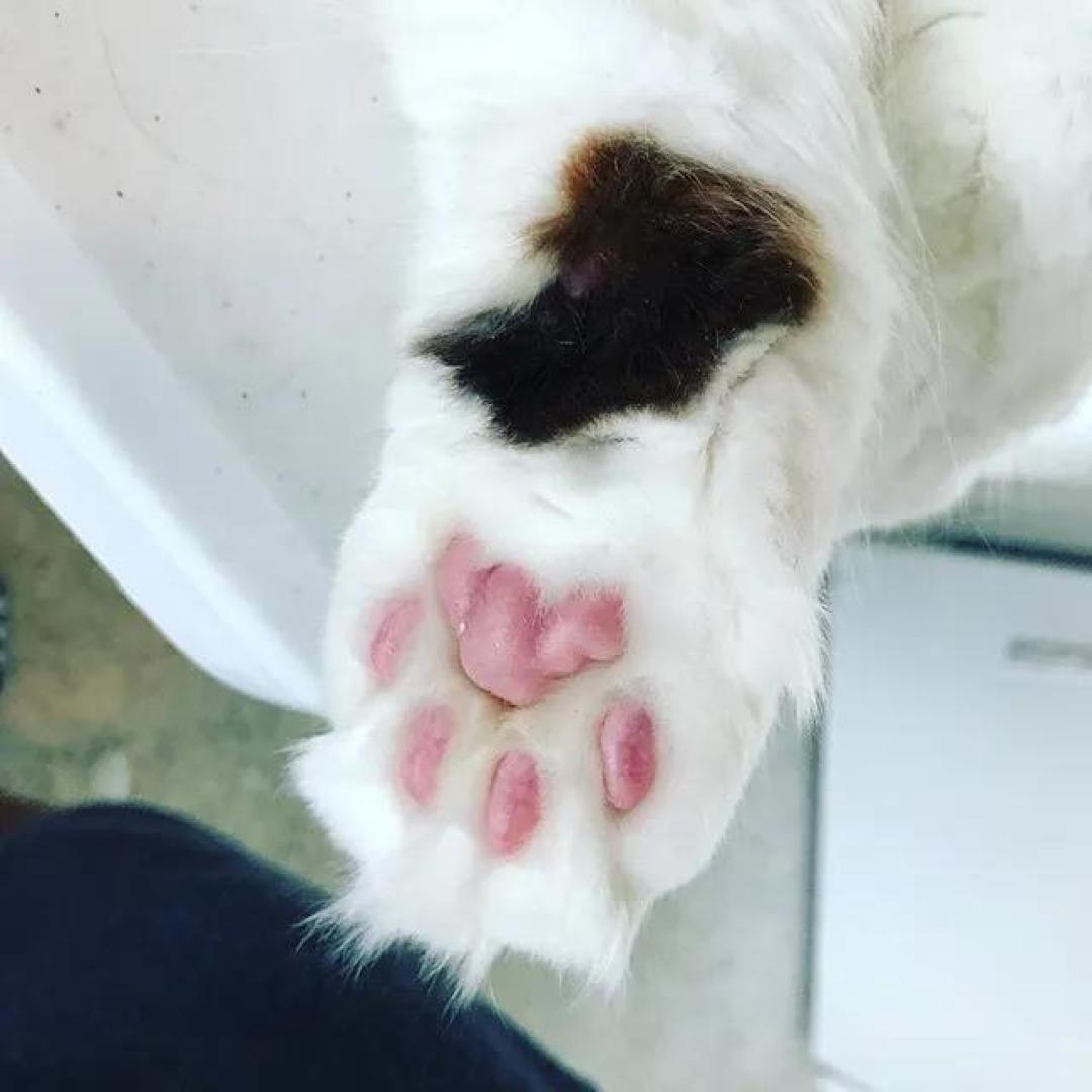 缅因，一只可以把你吃破产的巨猫！