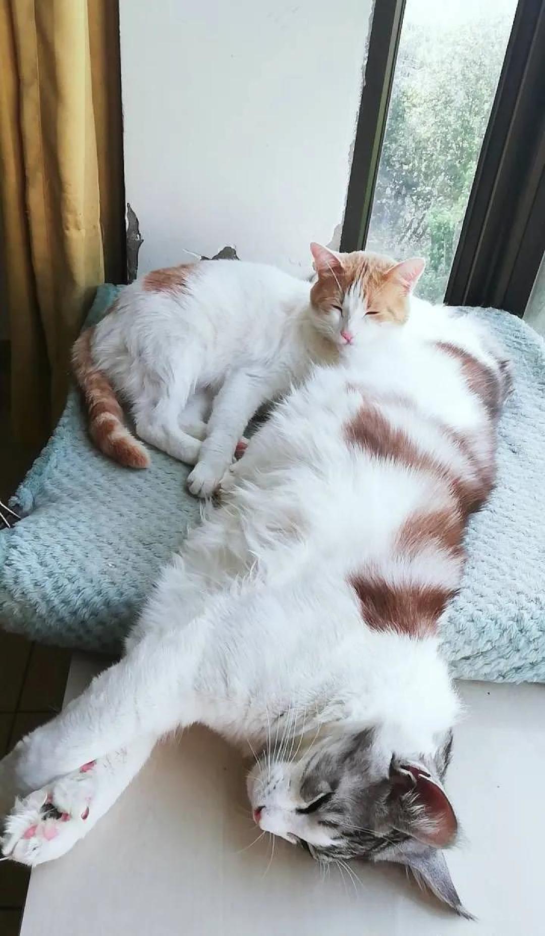 缅因，一只可以把你吃破产的巨猫！