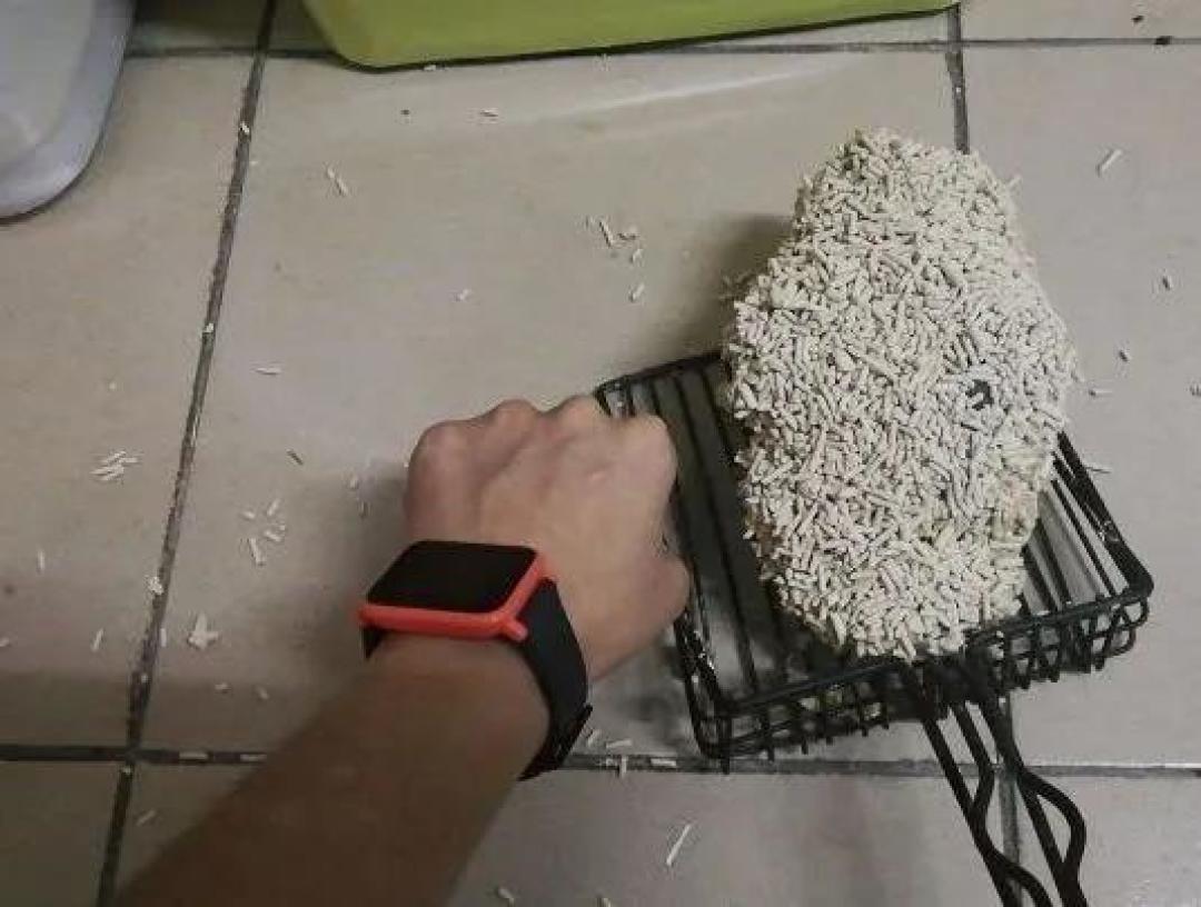 缅因，一只可以把你吃破产的巨猫！