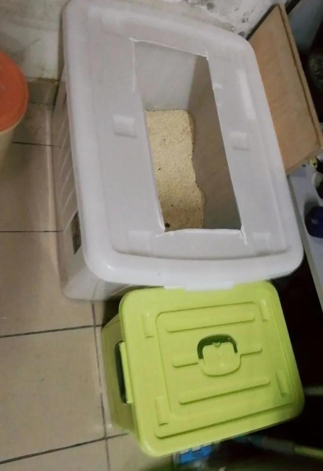 缅因，一只可以把你吃破产的巨猫！