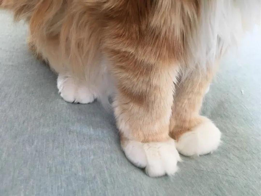 缅因，一只可以把你吃破产的巨猫！