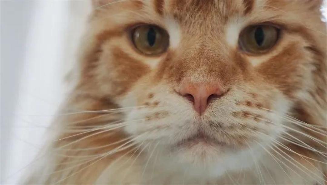 缅因，一只可以把你吃破产的巨猫！