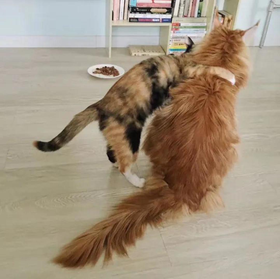 缅因，一只可以把你吃破产的巨猫！