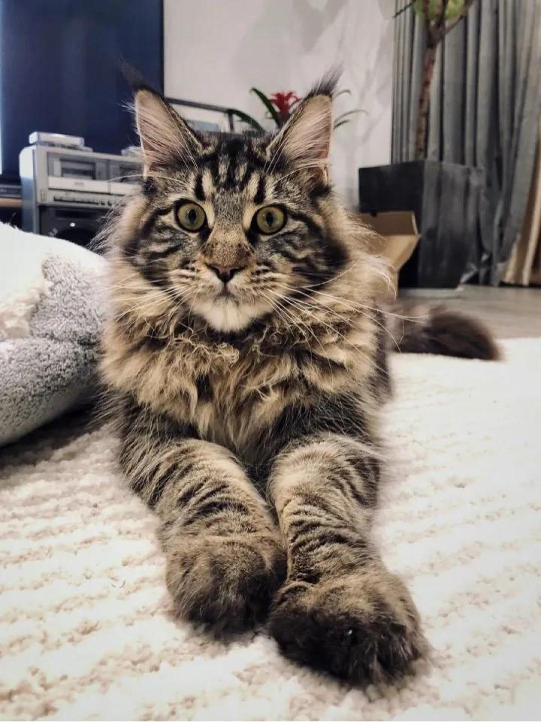 缅因，一只可以把你吃破产的巨猫！