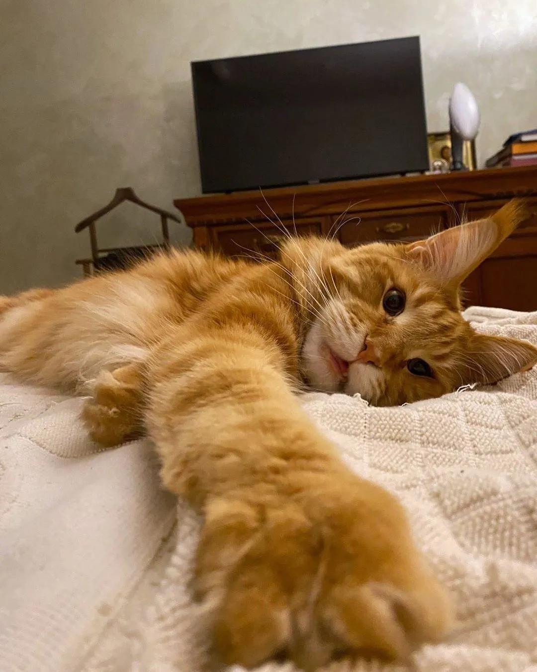 缅因，一只可以把你吃破产的巨猫！