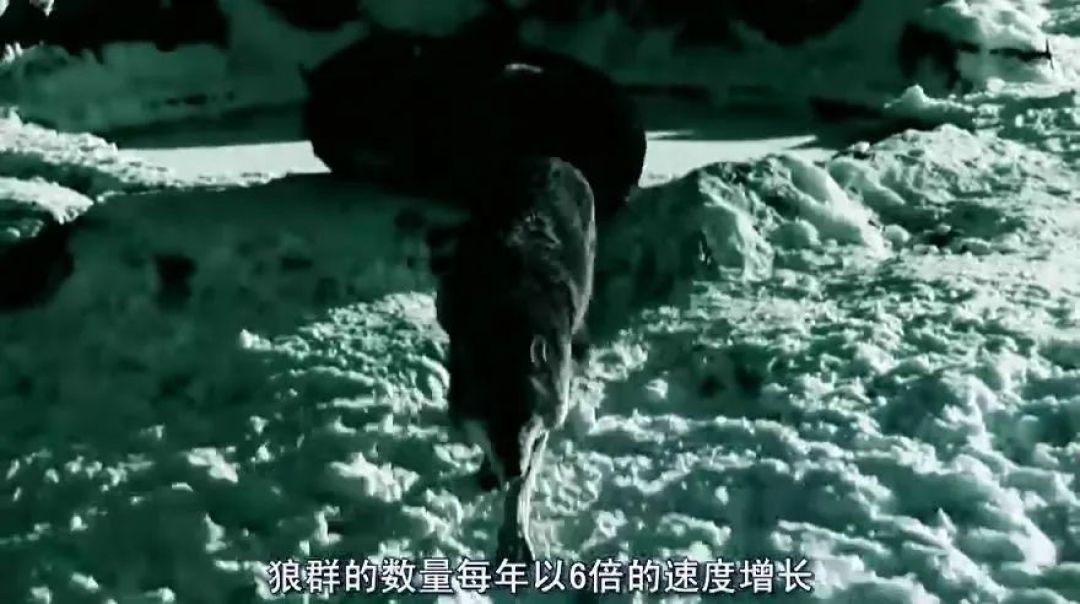 人类消失后,地球会变好吗?