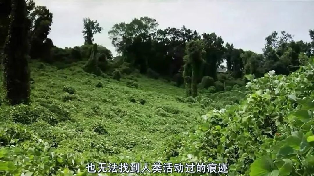 人类消失后,地球会变好吗?
