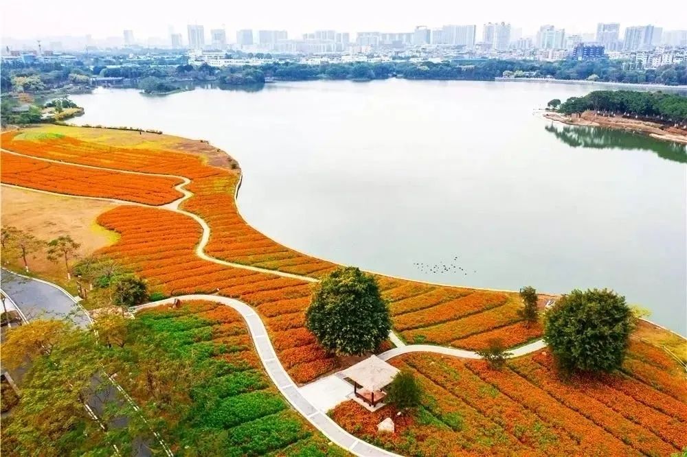 免费！海珠湖花海大爆发，黄黄黄黄黄了！