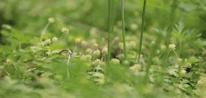 一年一季头把乡野菜,对不起这种“野”我戒不掉