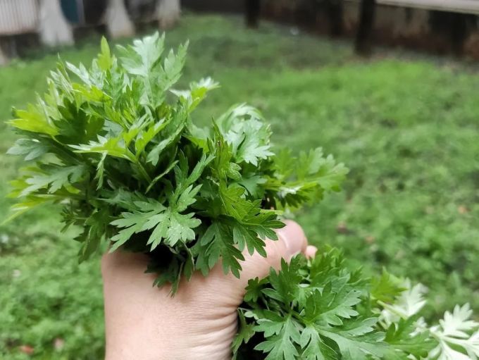 一年一季头把乡野菜,对不起这种“野”我戒不掉