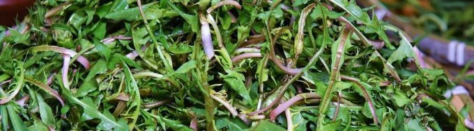 一年一季头把乡野菜,对不起这种“野”我戒不掉