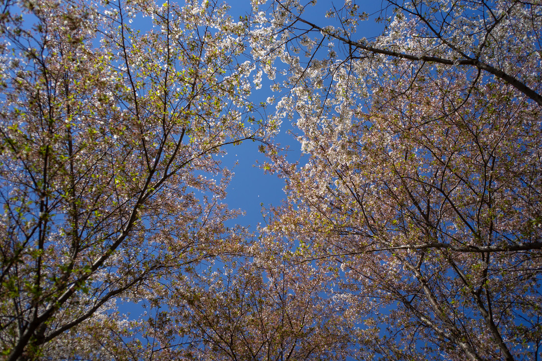 这是什么神仙镜头？铭匠光学 M35mm f/1.4开箱体验