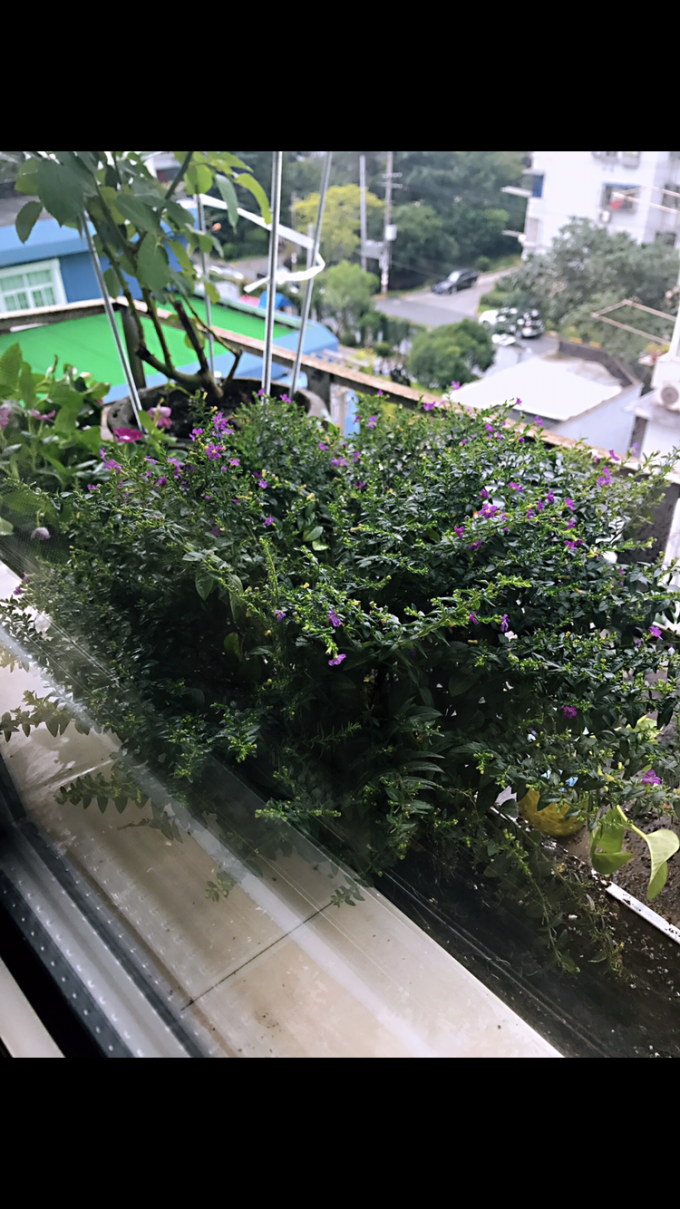 鲜花绿植