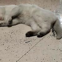 铲屎官拯救者,不只猛,而且聪明-石头扫地机器人T7 体验