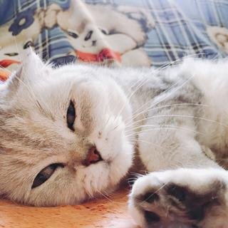 谁说只有人需要补营养，猫咪也要补营养